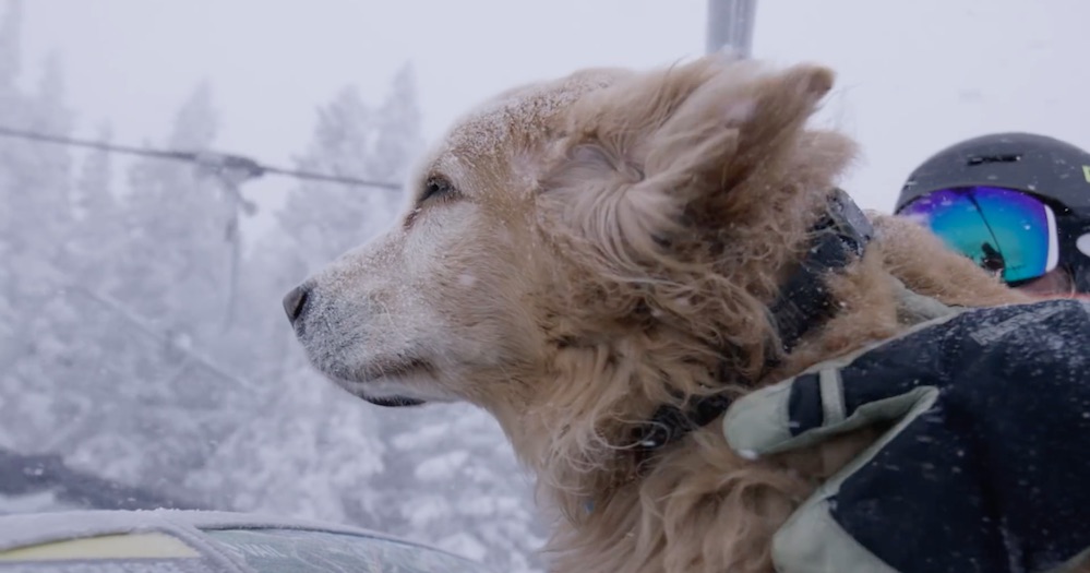 海外 コロラドのスキー場で雪崩救助犬として活躍するヘンリー 11年目の冬を過ごす彼の喜びとは Akimama アウトドアカルチャーのニュースサイト